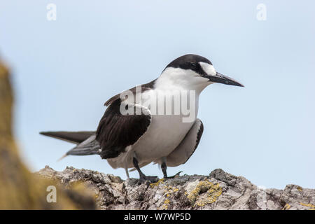 Nach Rußverhangenem tern (Onychoprion fuscatus) Zucht im Gefieder, in der Nähe der Brutkolonie thront. Meyer Inselchen, Kermadec Islands, Neuseeland, November. Stockfoto