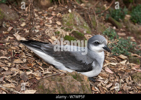 Black-winged Petrel (Pterodroma nigripennis) auf dem Boden in der Nähe von seiner Zucht graben. Meyer Inselchen, Kermadec Islands, Neuseeland, November. Stockfoto