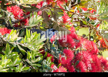 Nach kokako (Callaeas wilsoni) in einer Blüte Pohutukawa Baum gehockt (Metrosideros Excelsa) und ernähren sich von Nektar. Tiritiri Matangi Island, Auckland, Neuseeland, Dezember. Gefährdete Arten. Stockfoto