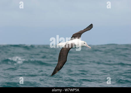 Unreife Northern Royal Albatross (Diomedea sanfordi) im Flug über den Ozean, Anzeigen upperwing. Die dunklen Schwanz Tipps und kleine Menge von Dunkel auf der Kappe erkennen diesen Vogel als unreif. In Kaikoura, Canterbury, Neuseeland, Dezember. Gefährdete Arten. Stockfoto