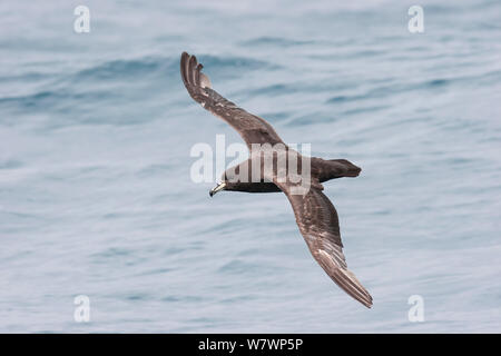 Westland petrel (Procellaria westlandica) im Flug angezeigt upperwing mit schweren mausern sich in der äußeren Flügel. In Kaikoura, Canterbury, Neuseeland, Dezember. Gefährdete Arten. Stockfoto