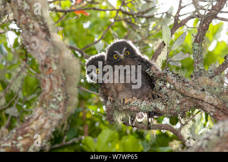 Zwei junge morepork (Ninox novaeseelandiae) Küken huddle zusammen in einem sonnendurchfluteten Tag Roost. Tiritiri Matangi Island, Auckland, Neuseeland, Dezember. Stockfoto