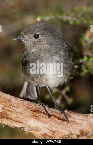 Juvenile South Island Robin (Petroica australis) auf einem Baumstamm auf den Boden gehockt. Lake Gunn, Fiordland National Park, Neuseeland, Februar. Stockfoto