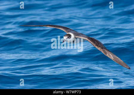 Weiß-naped Petrel (Pterodroma cervicalis) im Flug über das Meer, mit den markanten weißen Kragen. Tolaga Bay, East Coast, Neuseeland, Februar. Gefährdete Arten. Stockfoto