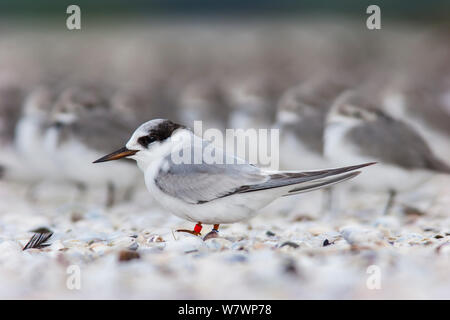 Unreife Feenseeschwalbe (Sternula nereis davisae) ruht auf einem shellbank. Dies ist die unglaublich gefährdeten Neuseeland Unterarten, die weniger als 50 Personen. Miranda, Auckland, Neuseeland, Juli. Gefährdete Arten. Stockfoto