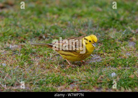 Erwachsene männliche Goldammer wären (Emberiza citrinella) in frischen Gefieders, Fütterung auf den Boden. In Kaikoura, Canterbury, Neuseeland, August. Eingeführte Arten in Neuseeland. Stockfoto