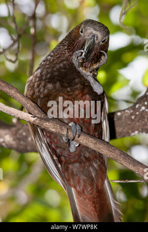 Nach Neuseeland Kaka (Nestor meridionalis) Fütterung auf ein Weta (Hemideina), die er in seinen linken Fuß ist. Insel Little Barrier, Auckland, Neuseeland, September. Gefährdete Arten. Stockfoto