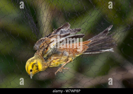 Erwachsene männliche Goldammer wären (Emberiza citrinella) in einem Nebel gefangen-net während der wissenschaftlichen Forschung. Insel Little Barrier, Auckland, Neuseeland, September. Eingeführte Arten in Neuseeland. Stockfoto