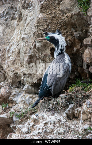 Nach beschmutzt Shag (Dendrocopos punctatus) in Zucht Gefieder mit spektakulären Federn, an seinem Nest. Ohau Point, Canterbury, Neuseeland, August. Stockfoto