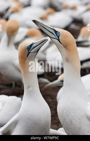 Erwachsene männliche Kaptölpel (Morus capensis) (rechts) und einen weiblichen Australasian Gannet (Morus serrator) (links) umwerben in einem Nest. Kap-entführer, Hawkes Bay, Neuseeland, September. Stockfoto