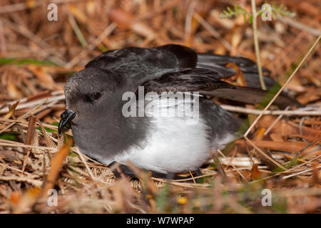 Grau-Storm-petrel (Garrodia nereis) Ruhe auf dem Land. Tuku Tal, Chatham Inseln, Neuseeland, November. Stockfoto