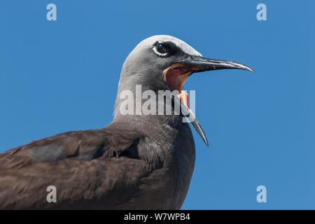 Nach Braun Noddy (Anous stolidus) in frischen Gefieders, gähnen mit Bill weit geöffnet. Lady Elliot Island, Great Barrier Reef, Australien. März. Stockfoto