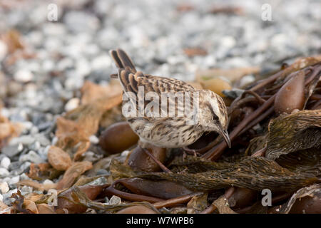 Juvenile Neuseeland Pieper (Anthus novaeseelandiae chathamensis) Nahrungssuche unter Seetang auf einem Strand. Maunganui Beach, Chatham Island, Neuseeland, April. Stockfoto