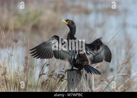 Jugendliche wenig pied Cormorant (Phalacrocorax melanoleucos) thront auf einem Post mit ausgebreiteten Flügeln trocknen. Muddy Creek, Hawkes Bay, Neuseeland, Juli. Stockfoto