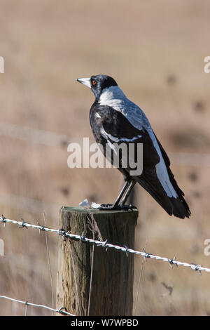 Erwachsene Frau Australische magpie (Gymnorhina tibicen) oben auf einem Pfosten thront. St. Anne&#39;s Lagoon, Canterbury, Neuseeland, Juli. Stockfoto