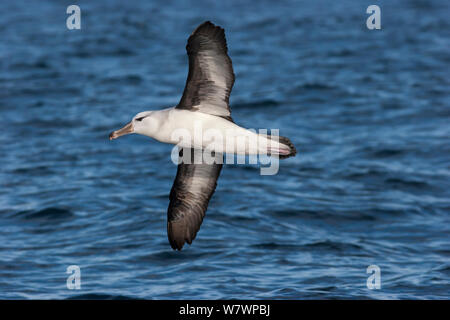 Spät unreifen Schwarz der tiefsten Albatross (Thalassarche melanophris) (vielleicht 3-4 Jahre alt) im Flug angezeigt underwing. Aus Gisborne, Ostküste, Neuseeland, August. In der Nähe von bedroht. Stockfoto