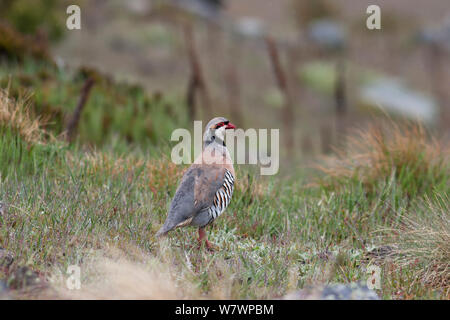 Nach Chukar (alectoris Chukar) in Alarmbereitschaft, während im öffnen. Mount John, Otago, Neuseeland, November. Eingeführte Arten in Neuseeland. Stockfoto