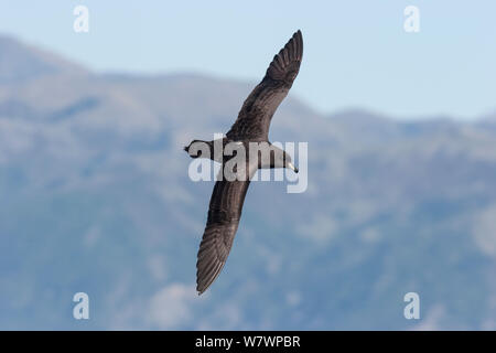 Westland petrel (Procellaria westlandica) im Flug am Meer, Anzeigen upperwing, mit Land im Hintergrund. In Kaikoura, Canterbury, Neuseeland, November. Gefährdete Arten. Stockfoto