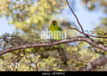 Nach Gelb - gekrönte parakeet (Cyanoramphus auriceps) in einem Baum gehockt, die gelblichen Bauch und Stirn. Hawdon Tal, Canterbury, Neuseeland, Januar. Stockfoto