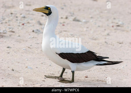 Nach Masked booby (Sula dactylatra) stehen auf einer Koralle Schutt Shoreline. Wrack Reef, Great Barrier Reef, Australien. März. Stockfoto