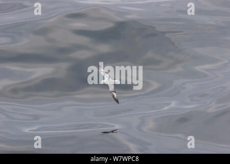 Antarktis Eissturmvogel (Fulmarus glacialoides) Überfliegen einen öligen Meer, zeigt die upperwing. Drake Passage, South Atlantic. Dezember. Stockfoto