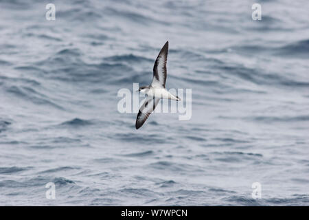 Black-winged Petrel (Pterodroma nigripennis) im Flug auf See, zeigt die underwing Muster. Die drei Könige, weit im Norden, Neuseeland, April. Stockfoto