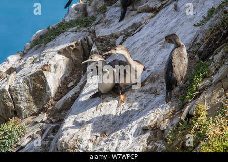 Zwei vor kurzem vollwertigen junger "Spotted krähenscharben (Dendrocopos punctatus) neben einer unreifen, an der Kolonie. Ohau Point, Canterbury, Neuseeland, Januar. Stockfoto