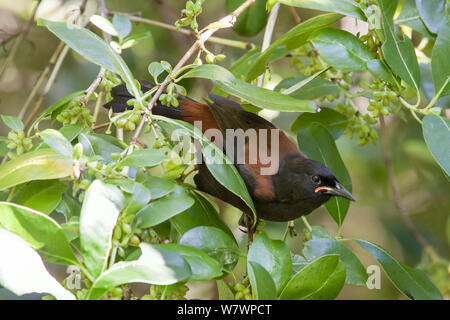 Vor kurzem vollwertigen juvenile North Island saddleback (Philesturnus rufusater) Peering aus dem Unterholz. Tiritiri Matangi Island, Auckland, Neuseeland, Januar. In der Nähe von bedroht. Stockfoto