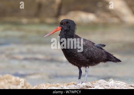 Juvenile Variable Austernfischer (Haematopus unicolor) auf einer felsigen Küste. In Kaikoura, Canterbury, Neuseeland, in Kaikoura, Canterbury, Neuseeland, Januar. Stockfoto