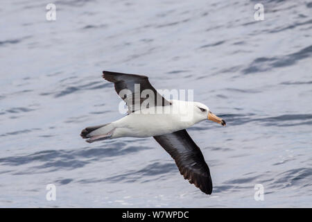 Unreife Campbell Albatross (Thalassarche impavida) (wahrscheinlich 3-4 Jahre alt) im Flug mit der underwing und Diagnostische blasses Auge. Aus North Cape, Neuseeland, April. Gefährdete Arten. Stockfoto