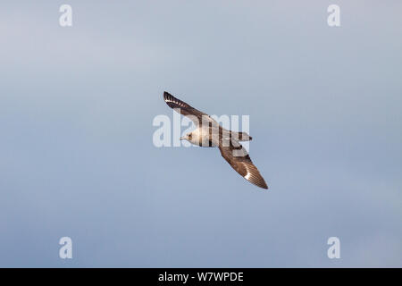 Nach South Polar skua (Catharacta maccormicki) mit verschlissenen Gefieder, im Flug gegen einen grauen Himmel. Die drei Könige, weit im Norden, Neuseeland, April. Stockfoto