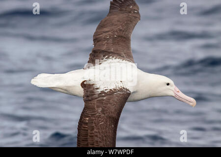 Nach Norden Royal Albatross (Diomedea sandfordi) im Flug auf See, zeigt die upperwing Muster und schwarze Schneide auf der Rechnung für die Diagnose von Royal Albatross. Aus North Cape, Neuseeland, April. Gefährdete Arten. Stockfoto