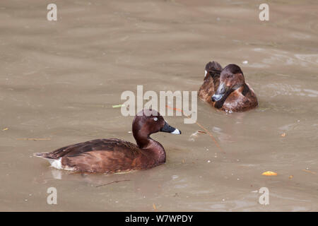 Paar nach White-eyed Enten (Aythya australis) zusammen zuführen, männliche vorne links. Slimbridge Wildfowl Trust Center, Gloucestershire, Vereinigtes Königreich, Mai. Gefangen. Stockfoto