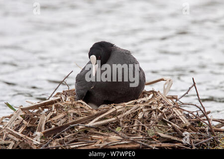 Nach eurasischen Blässhuhn (Fulica atra) Peering auf seine Eier während der Inkubationszeit. RSPB Sandwell Valley, Birmingham, Vereinigtes Königreich. Mai. Stockfoto