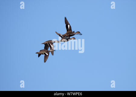 Kleine Gruppe von Grauen teal (Anas (v. griech.) im Flug mit den markanten Flügel Muster. Otaki, Wellington, Neuseeland, August. Stockfoto