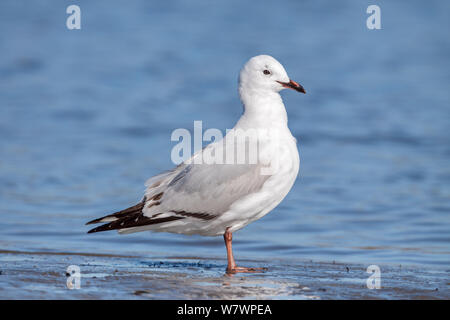 Unreife Red-billed Gull (Larus scopulinus) in seinem zweiten Jahr, ruht auf dem Ufer. Waikanae Mündung, Wellington, Neuseeland, August. Stockfoto