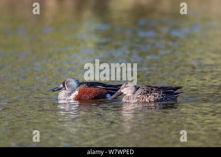 Erwachsene Männchen (links) und weibliche (rechts) Australasian shoveler (Anas rhynchotis) Zucht im Gefieder, Paddeln auf dem Wasser. Waikanae Mündung, Wellington, Neuseeland, August. Stockfoto