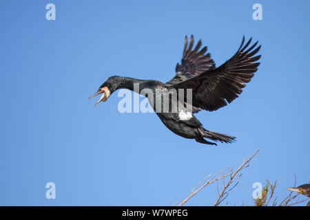 Nach großen comorant (Columba palumbus) in Zucht Gefieder an an seinem Nest in einer Baumkrone. Waikanae Mündung, Wellington, Neuseeland, August. Stockfoto