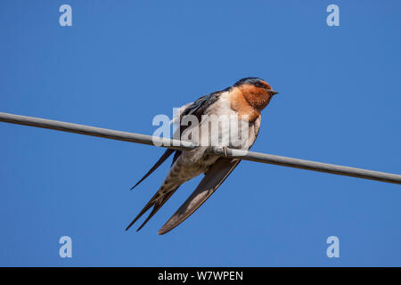 Erwachsene männliche Willkommen schlucken (Argynnis neoxena neoxena) in Frische nicht-Zucht Gefieder, an einer Telefonleitung in die Sonne gehockt. Manawatu Estuary, Manawatu, Neuseeland, August. Stockfoto