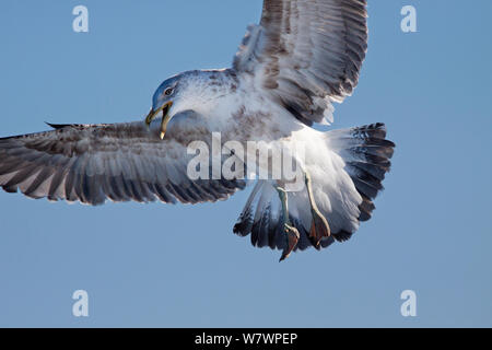 Unreife Kelp Möwe (Larus dominicanus) zweite Jahr Vogel im Flug über auf dem Wasser zu landen. Auf See aus Wanganui, Neuseeland, August. Stockfoto