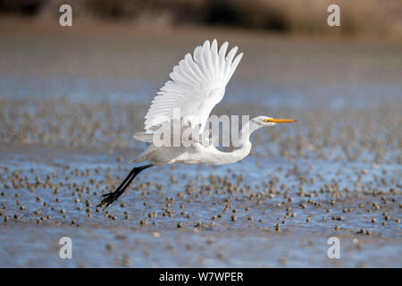 Unreife Silberreiher (Ardea alba Modesta) in nicht-Zucht Gefieder, ausziehen. Manawatu Estuary, Manawatu, Neuseeland, August. Stockfoto