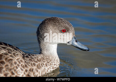 Nach grauen Teal (Anas (v. griech.) Nahaufnahme zeigt die hellen roten Augen, suggestiv, dass dieser Vogel ist ein Mann. Te Awanga Lagune, Hawkes Bay, Neuseeland, September. Stockfoto