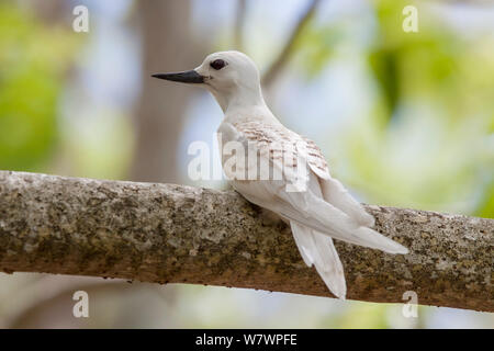 Frisch flügge junge Weiße Seeschwalbe (Gygis alba) ruht auf einem Zweig in der Nähe seines Nestes. Rangiroa, Tuamotu Islands, Französisch-Polynesien. September. Stockfoto