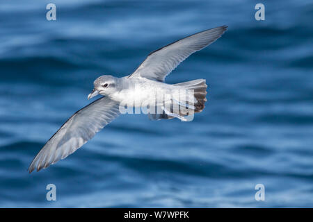 Fairy prion (Pachyptila turtur) im Flug niedrig über dem Meer, Anzeigen underwing Muster. Hauraki Gulf, Auckland, Neuseeland, Oktober. Stockfoto