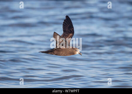 Nach Grey-faced Petrel (Pterodroma Gouldi) auf See fliegen, zeigt das blasse Gesicht und underwing Muster. Hauraki Gulf, Auckland, Neuseeland, Oktober. Stockfoto