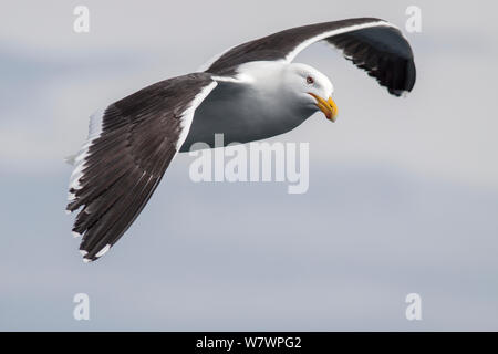 Nach Seetang Möwe (Larus dominicanus) im Flug upperwing angezeigt, unten am Wasser für Nahrung. Hauraki Gulf, Auckland, Neuseeland, Oktober. Stockfoto