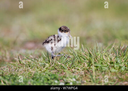 Maskierte Kiebitz (Vanellus Meilen) Küken auf kurzen Gras. Kap-entführer, Hawkes Bay, Neuseeland, Oktober. Stockfoto