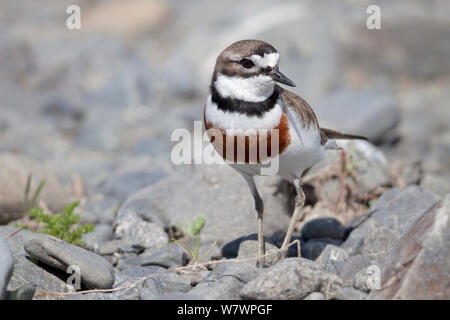 Zucht Gefieder männlichen Banded Dotterel/Double-banded Plover (Charadrius bicinctus) unter Fluss Steine. Ngaruroro Fluss, Hawkes Bay, Neuseeland, November. Stockfoto