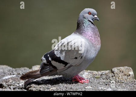 Wilde Taube (Columba livia) auf einem Felsen in der Sonne thront. Western Springs Park, Auckland, Neuseeland, Februar. Stockfoto