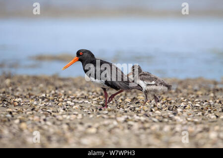 Nach Pied morph variable Austernfischer (Haematopus unicolor) mit einem Küken auf einem Shelly Ufer. Waipu Mündung, Northland, Neuseeland, Februar. Stockfoto